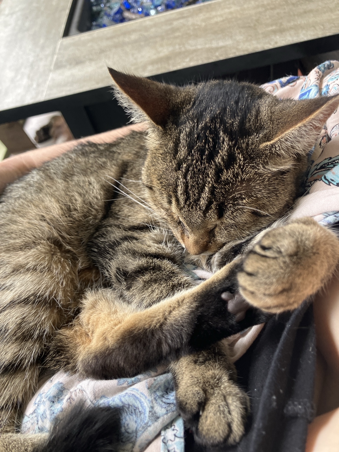 A tabby cat curled up sleeping